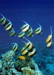 Bannerfish taken in the deep south of the red sea by David Thompson 